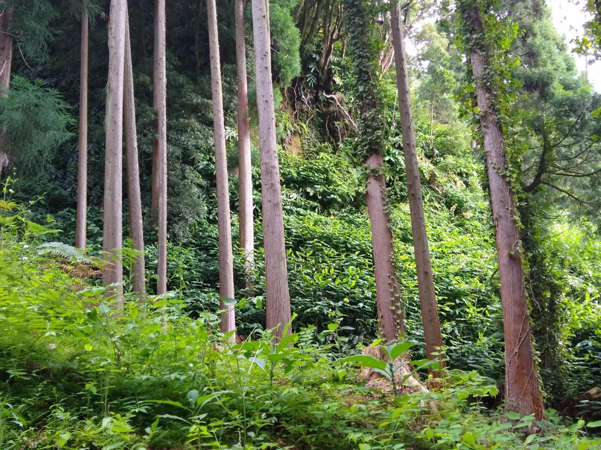 Pousada Da Vila Vila Franca do Campo Dış mekan fotoğraf